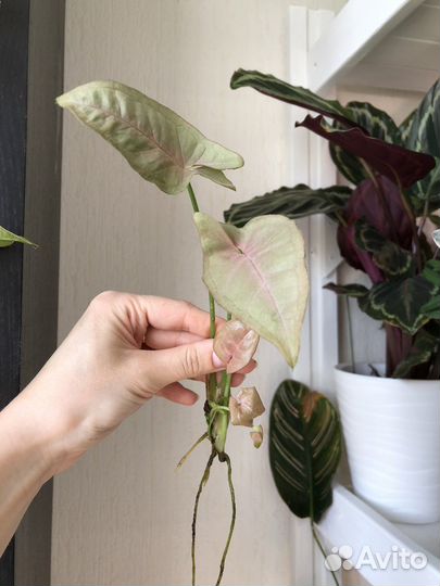 Сортовые сингониумы