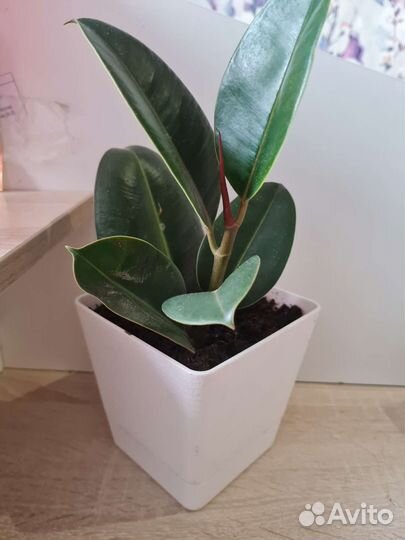 Фикус робуста, шлюмбергера белая