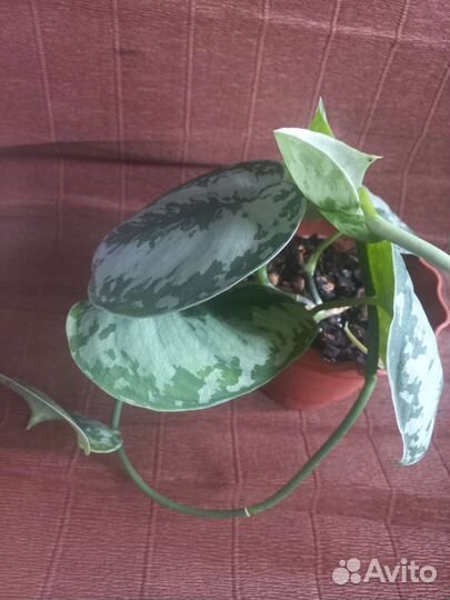 Домашние декоративнолистные растения