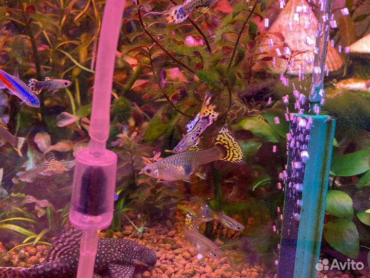 Мальки леопардового гуппи