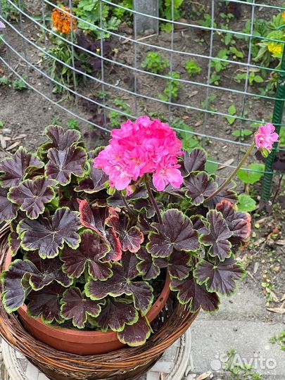 Пеларгония герань сортовая