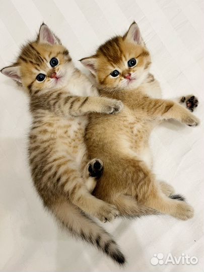 Котята британской шиншиллы
