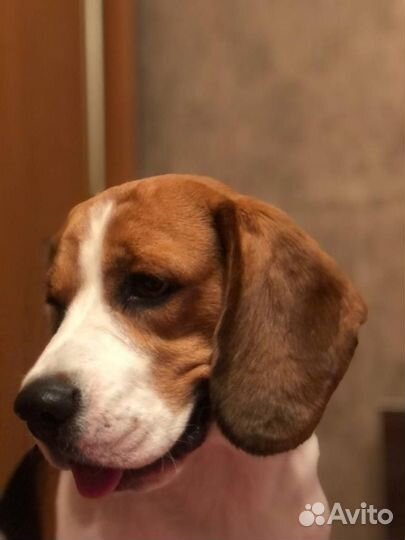 Вязка кобеля бигля