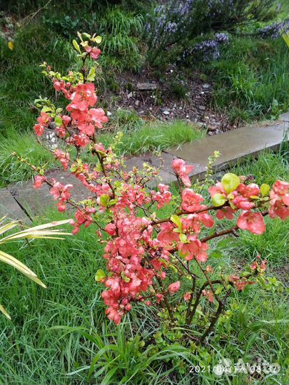 Декоративные растения кустарники и деревья