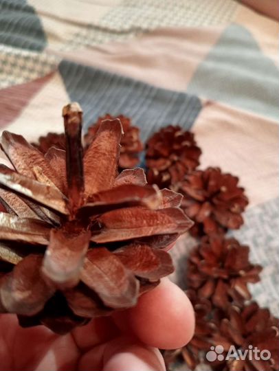 Шишки сосновые