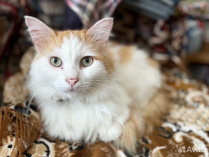 Молодой котик