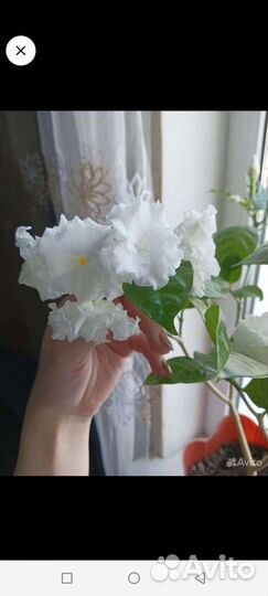 Табернемонтана