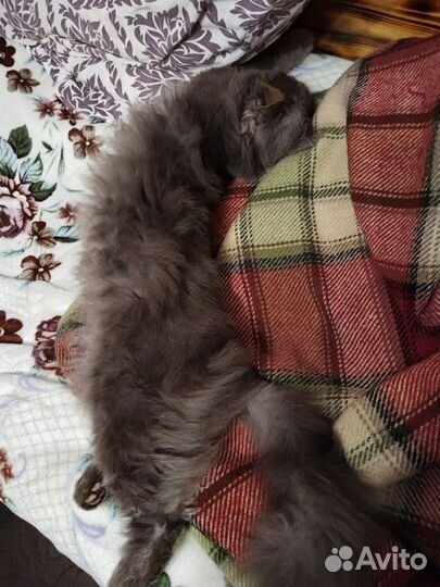 Кот породы Нибелунг