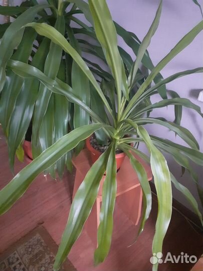 Драцена, финиковая пальма