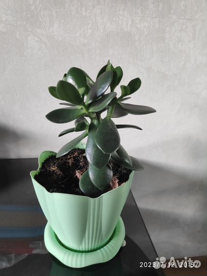 Толстянка, живое дерево