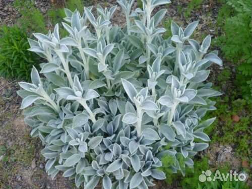 Чистец шерстистый овечьи ушки