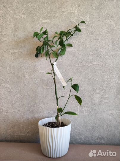 Лимон мейера