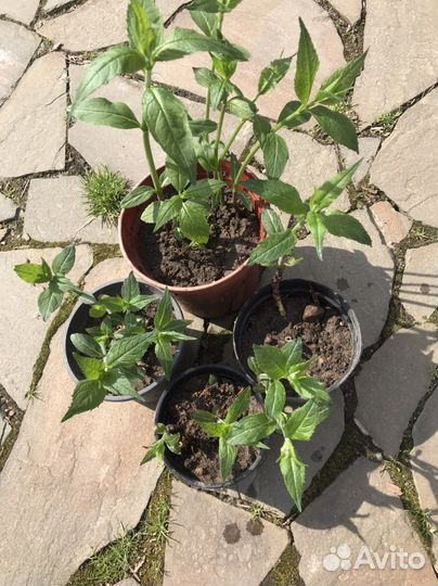 Хелоне- многолетнее растение для тени