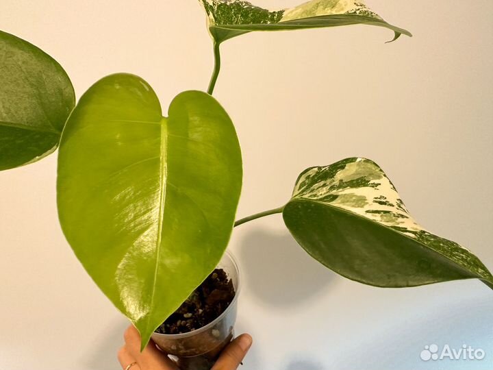 Монстера альба