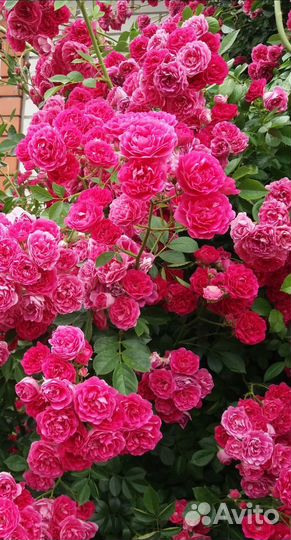 Роза плетистая 