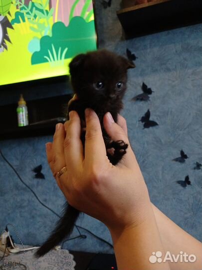 Маленькие котята