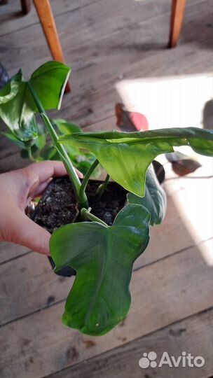 Комнатные цветы