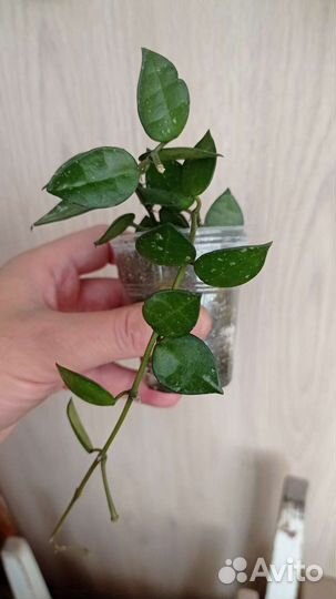 Хойя лакуноза Эскимо, куртиси