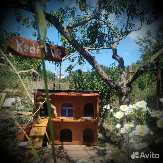 Котята в добрые руки бесплатно