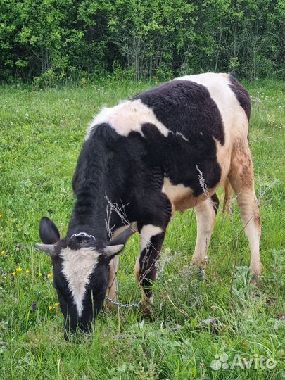 Бычки и телки