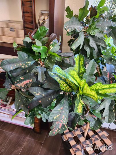 Кодиеум кротон