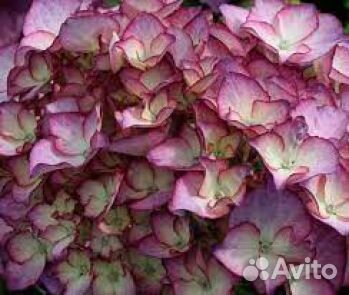 Гортензия Adula Purple