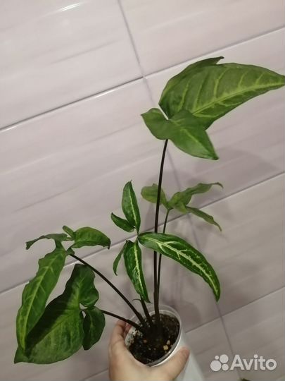 Бегония сциндапсус сансевиерия сингониум