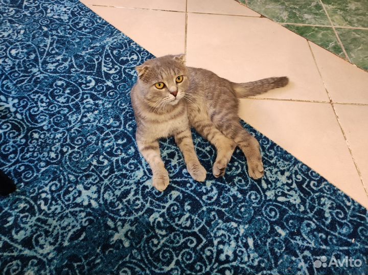 Шотландский вислоухий кот