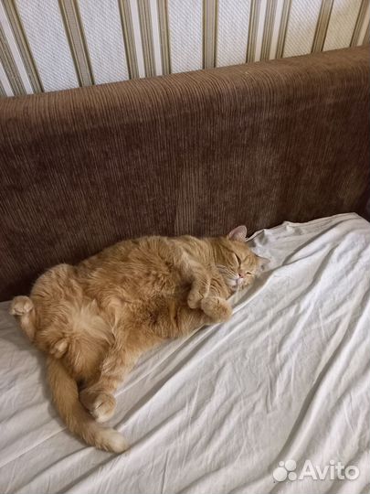 Отдам в добрые руки кота кострированый