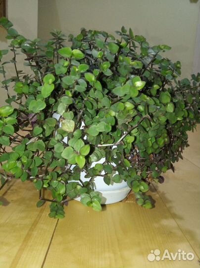 Традесканция мелколистная