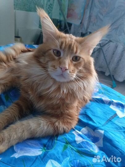 Котята мейн-кун