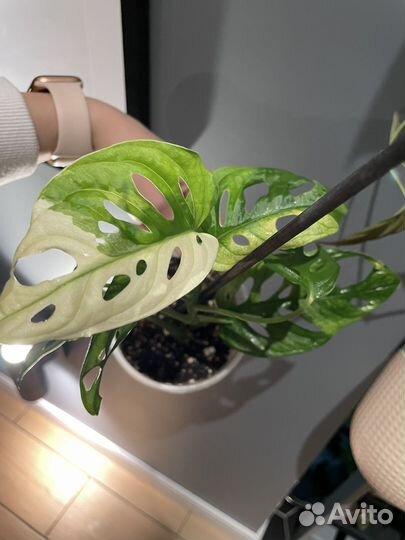 Монстера адансона вариегатная