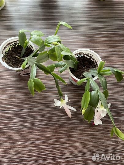 Цветок декабрист