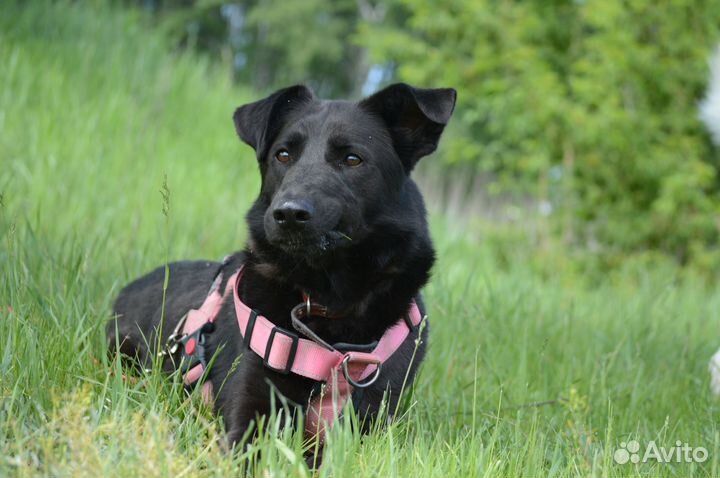 Собака из приюта ждёт хозяина