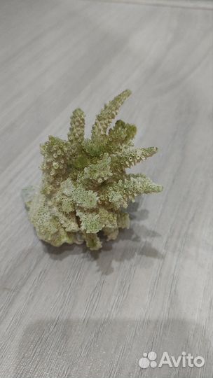 Кораллы для аквариума