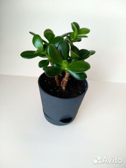 Комнатные цветы Крассула, денежное дерево