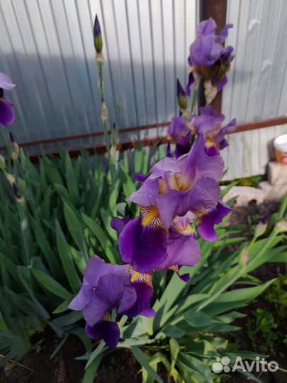 Ирисы