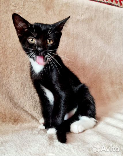 Котята 2,5 месяца