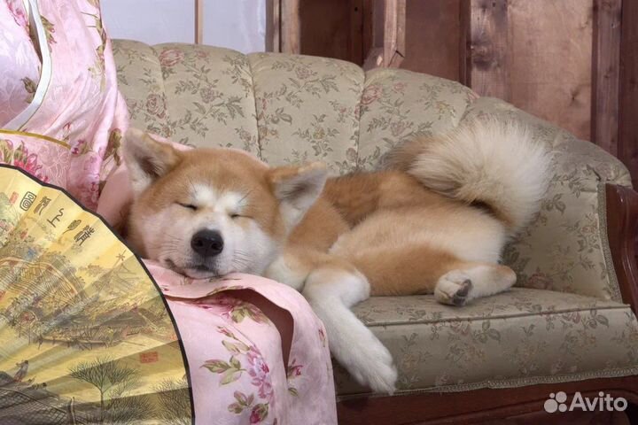 Хатико на фотосессию