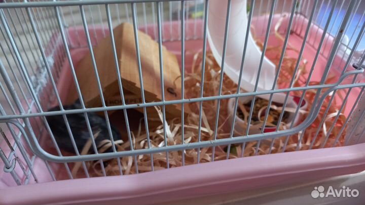 Хомячок с клеткой