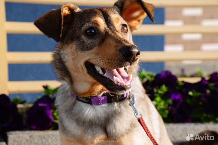 Серая рыжая щенок девочка в добрые руки