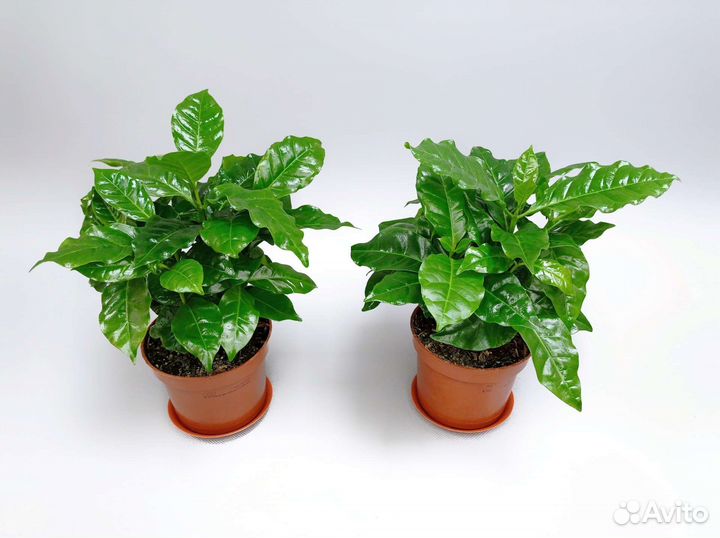 Кофе Арабика