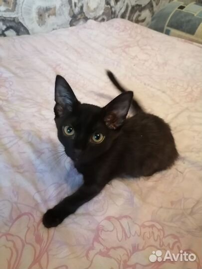 Котятки в добрые руки