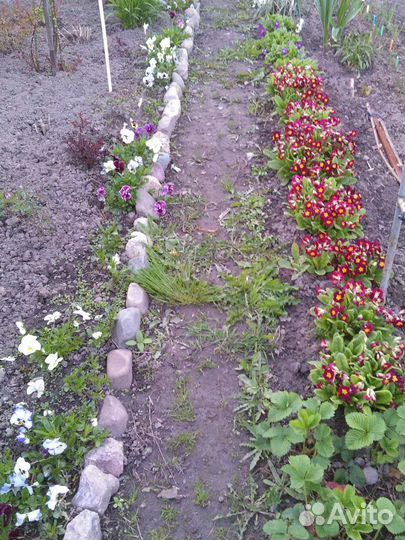 Декоративные кустарники и садовые цветы