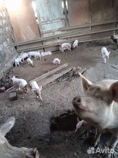 Поросята