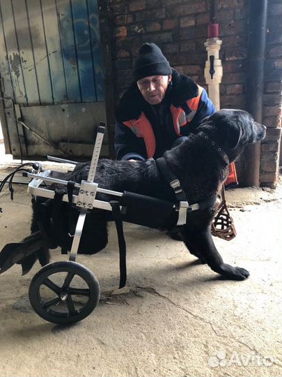 Инвалидная коляска для большой собаки