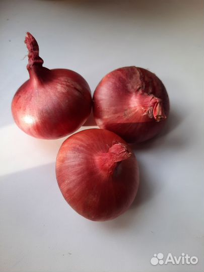 Лук семейный