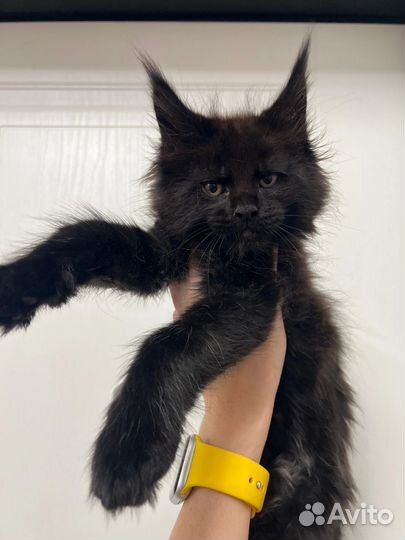 Котята мейн-кун