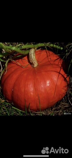 Тыква оптом
