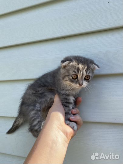 Шотландская кошка